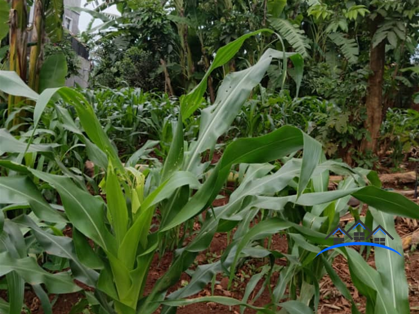 Residential Land for sale in Mutundwe Kampala