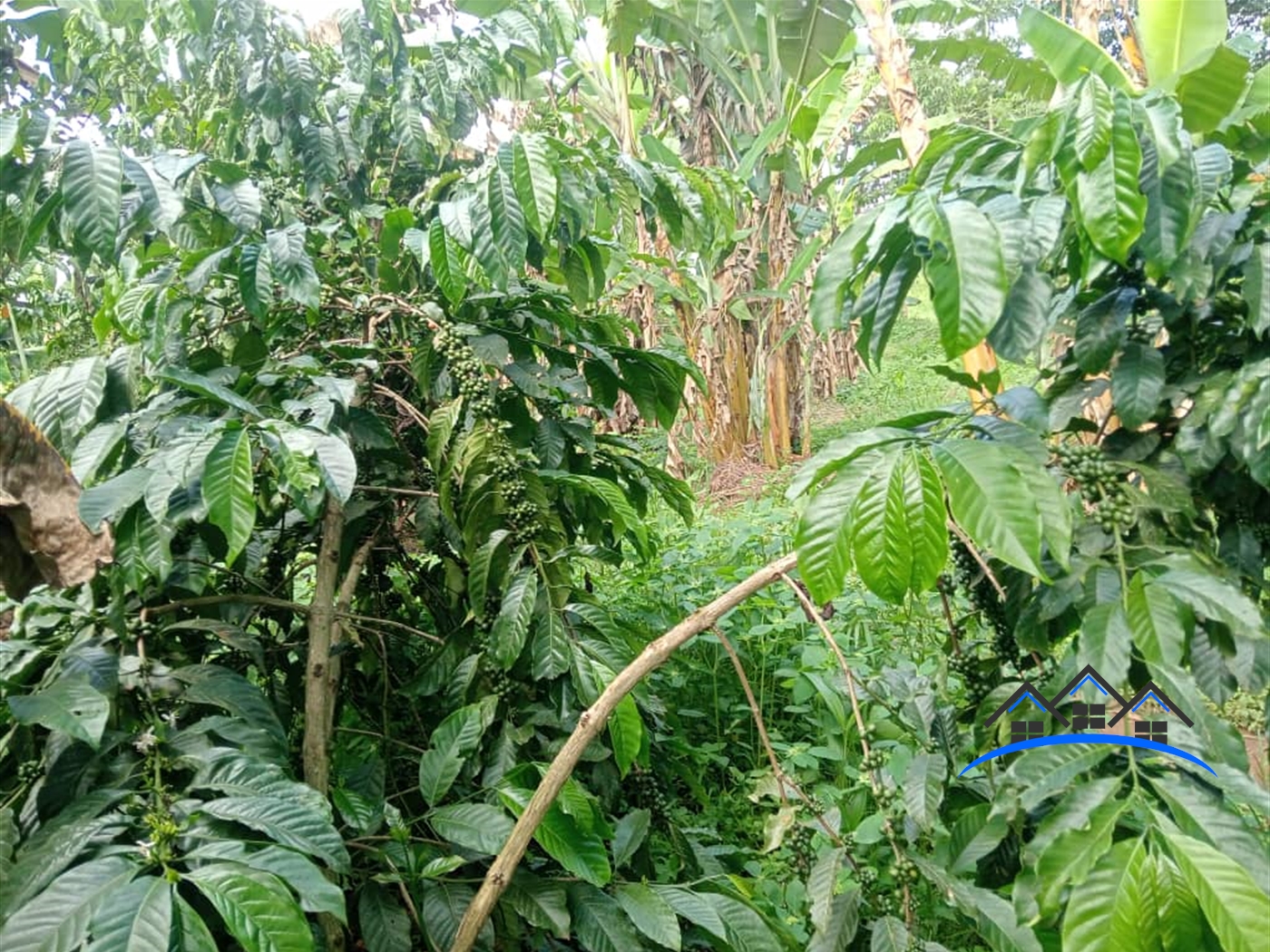 Residential Land for sale in Ziloobwe Luweero