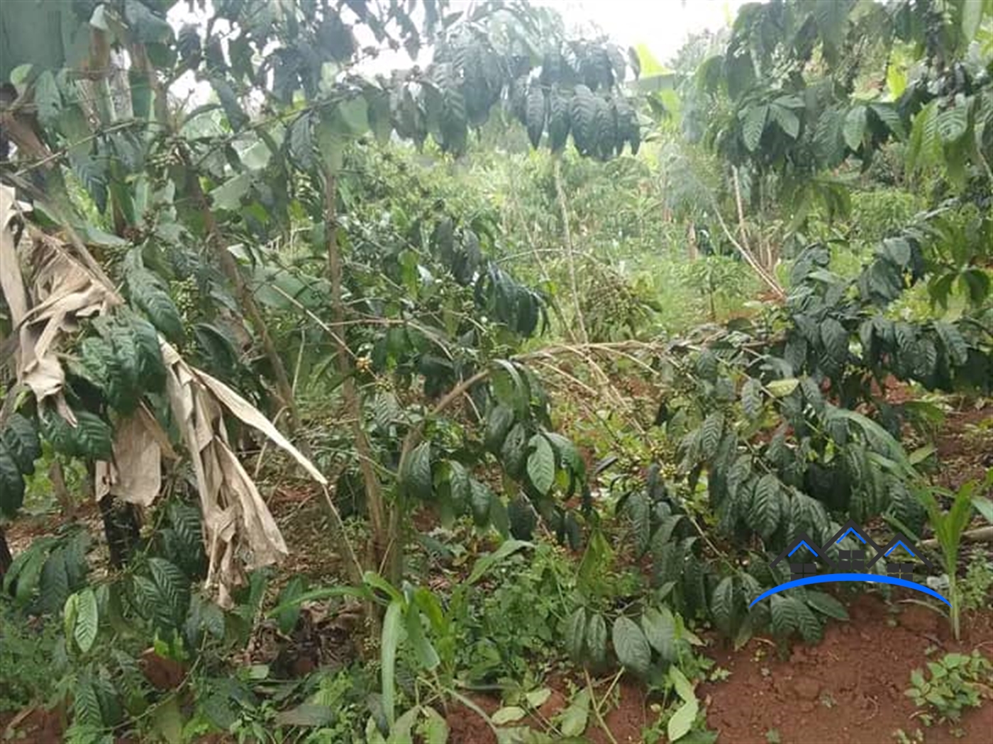 Agricultural Land for sale in Bukomelo Kiboga