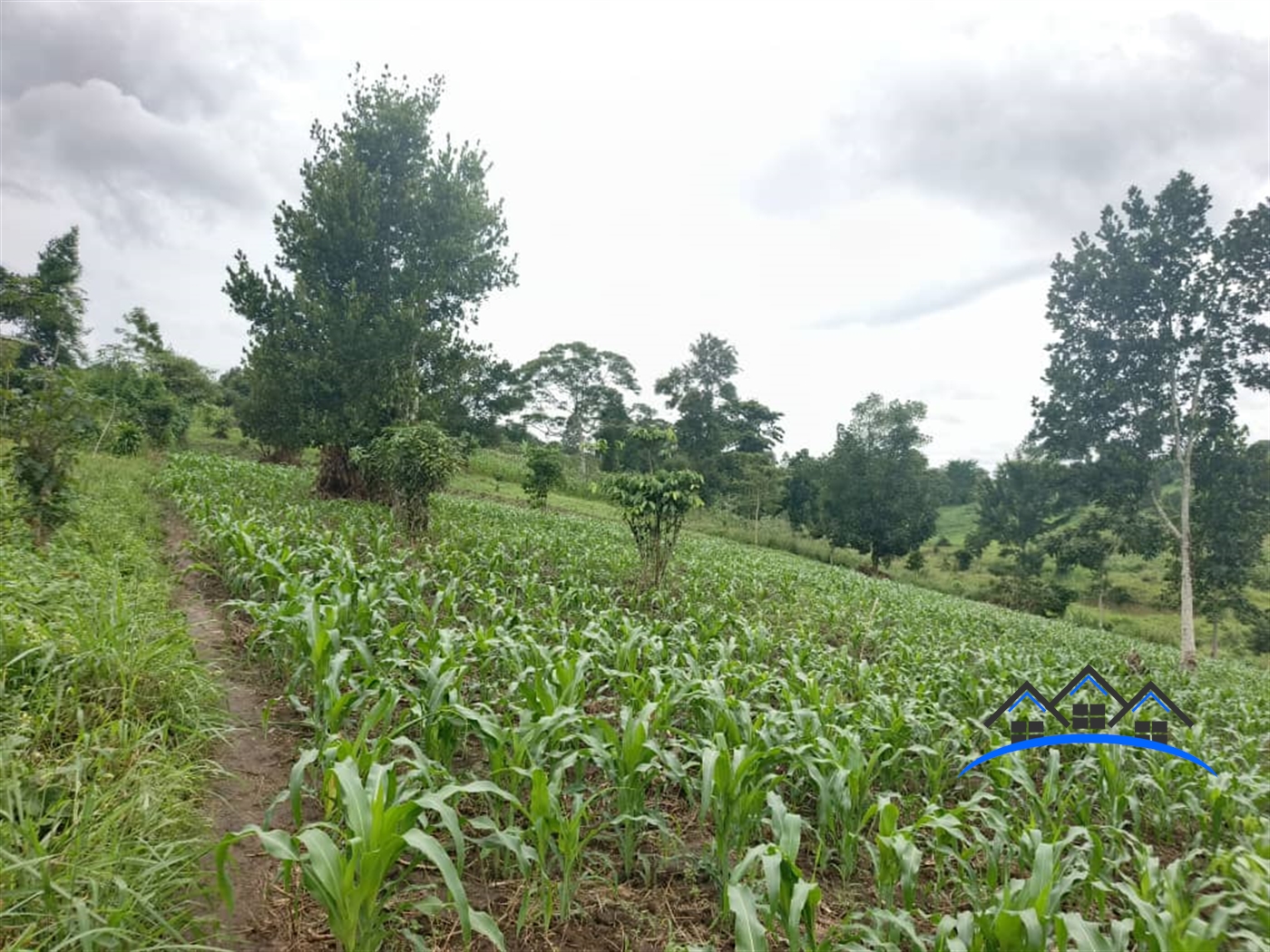 Residential Land for sale in Jjeza Mpigi