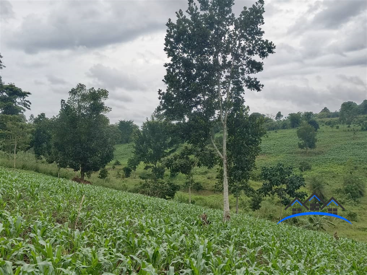 Residential Land for sale in Jjeza Mpigi