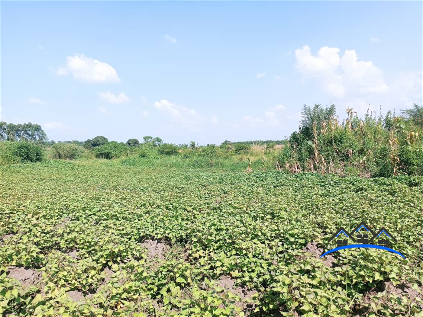 Agricultural Land for sale in Ziloobwe Wakiso