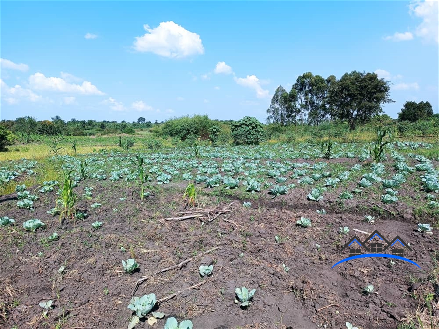 Agricultural Land for sale in Ziloobwe Wakiso