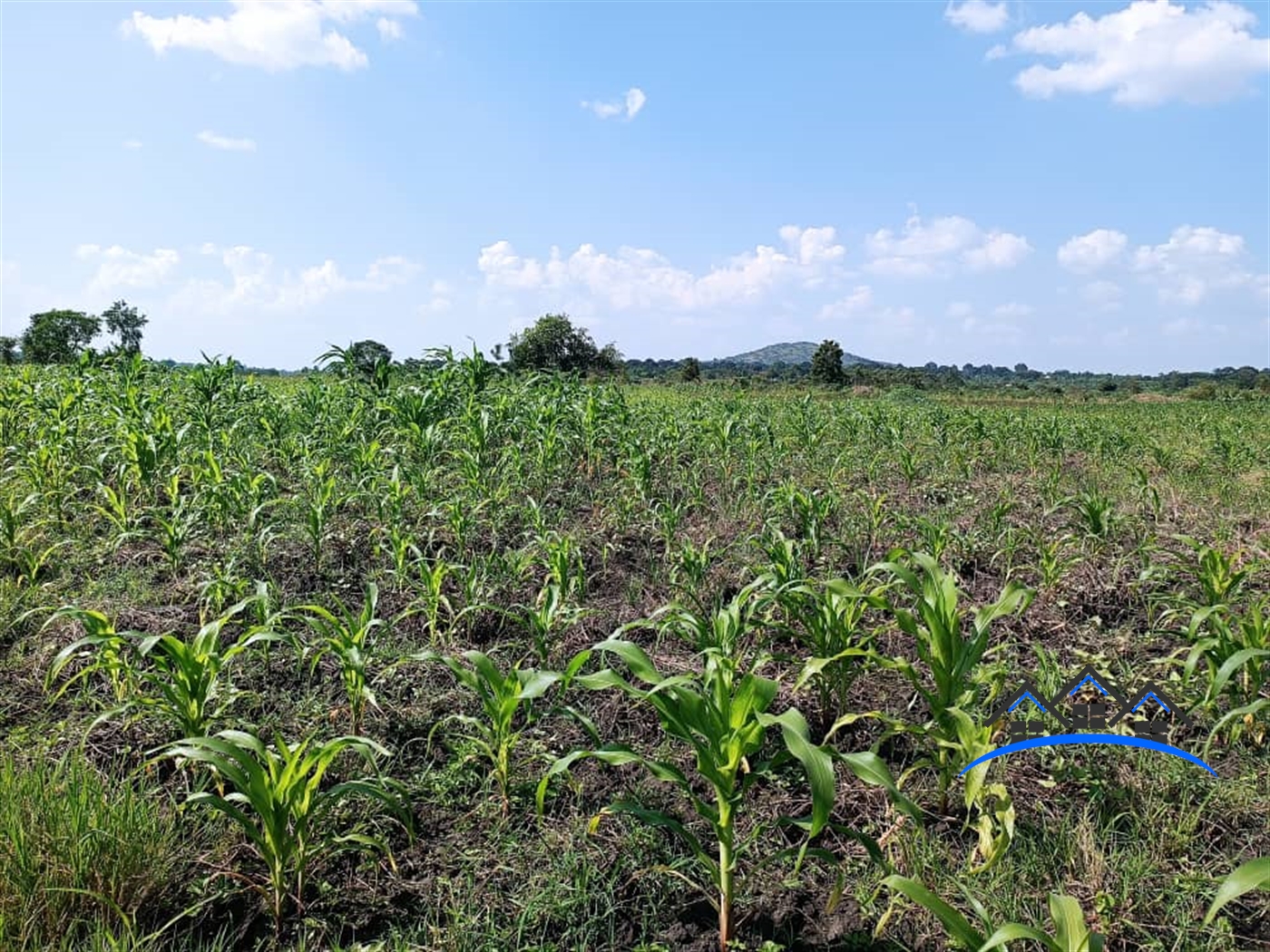 Agricultural Land for sale in Ziloobwe Wakiso