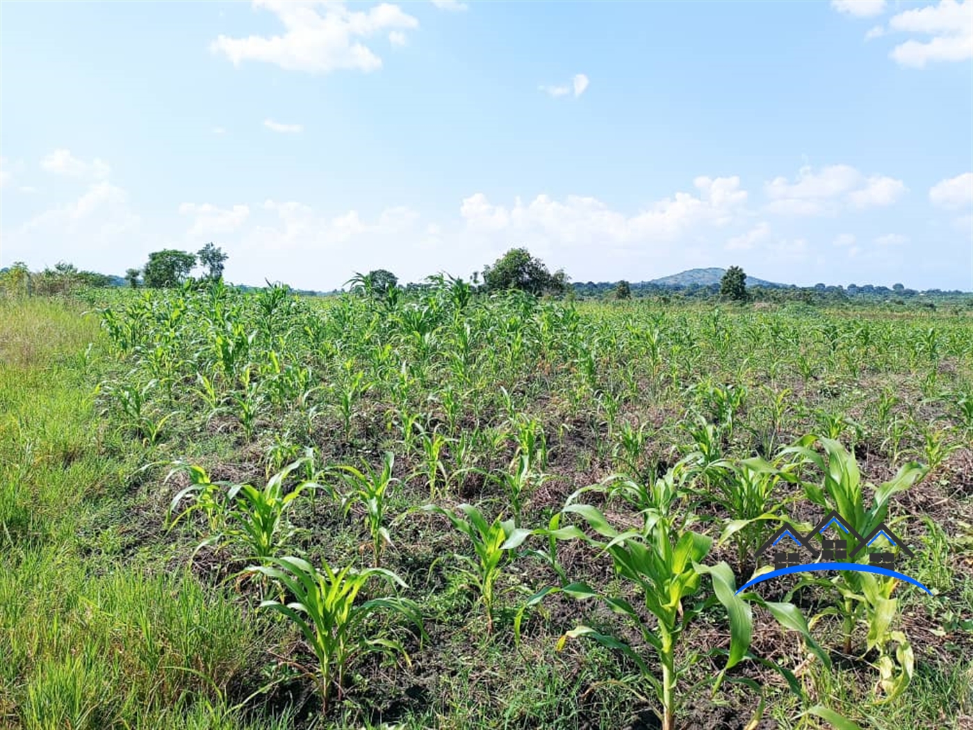 Agricultural Land for sale in Ziloobwe Wakiso