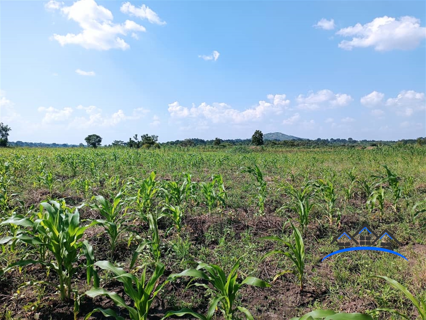 Agricultural Land for sale in Ziloobwe Wakiso