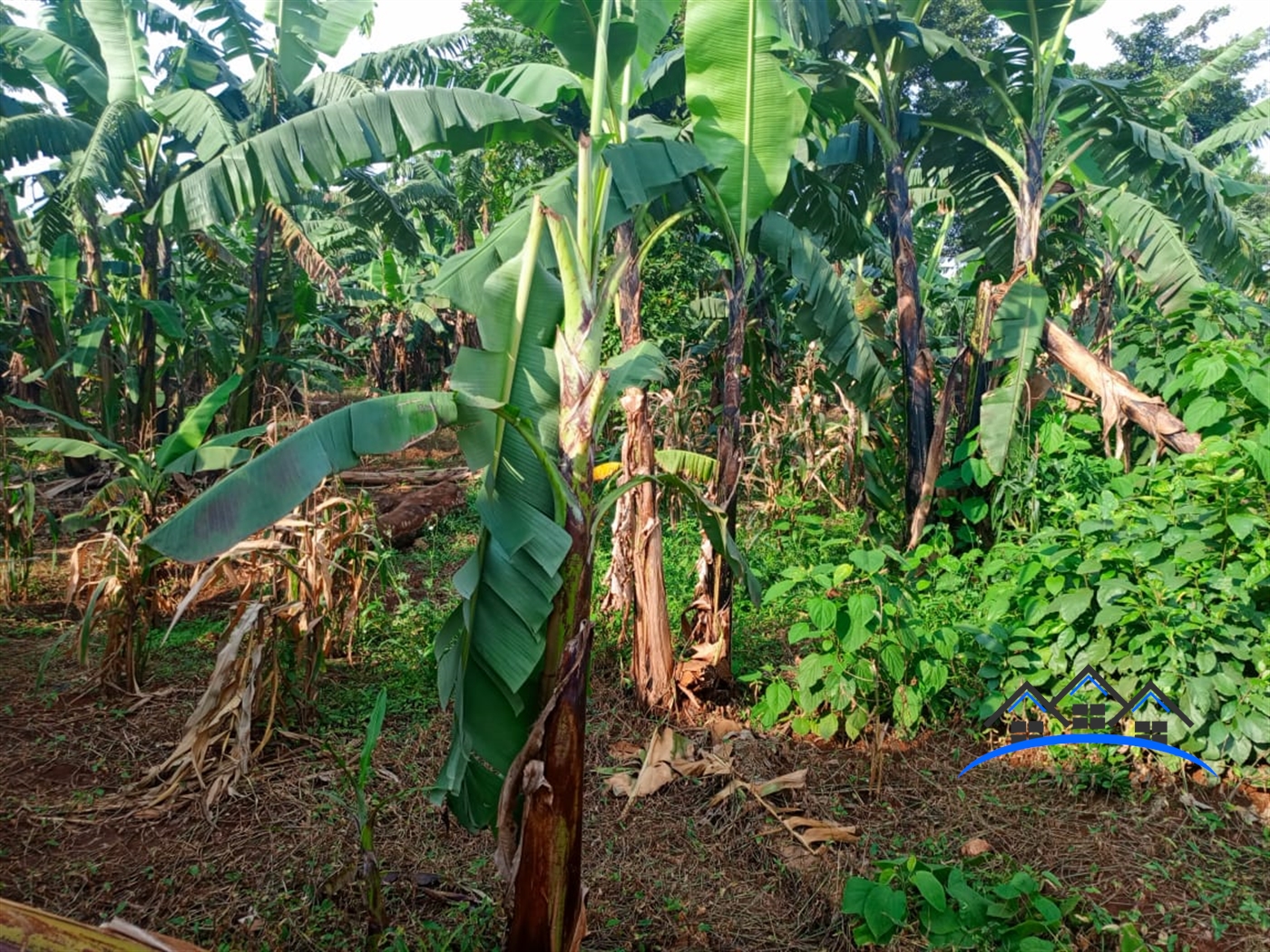 Residential Land for sale in Buwaate Wakiso