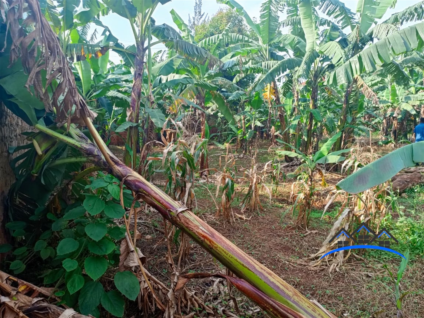 Residential Land for sale in Buwaate Wakiso