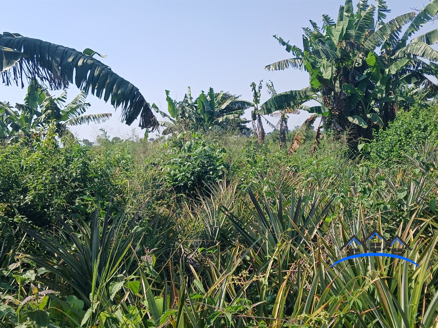 Agricultural Land for sale in Kabunyate Luweero