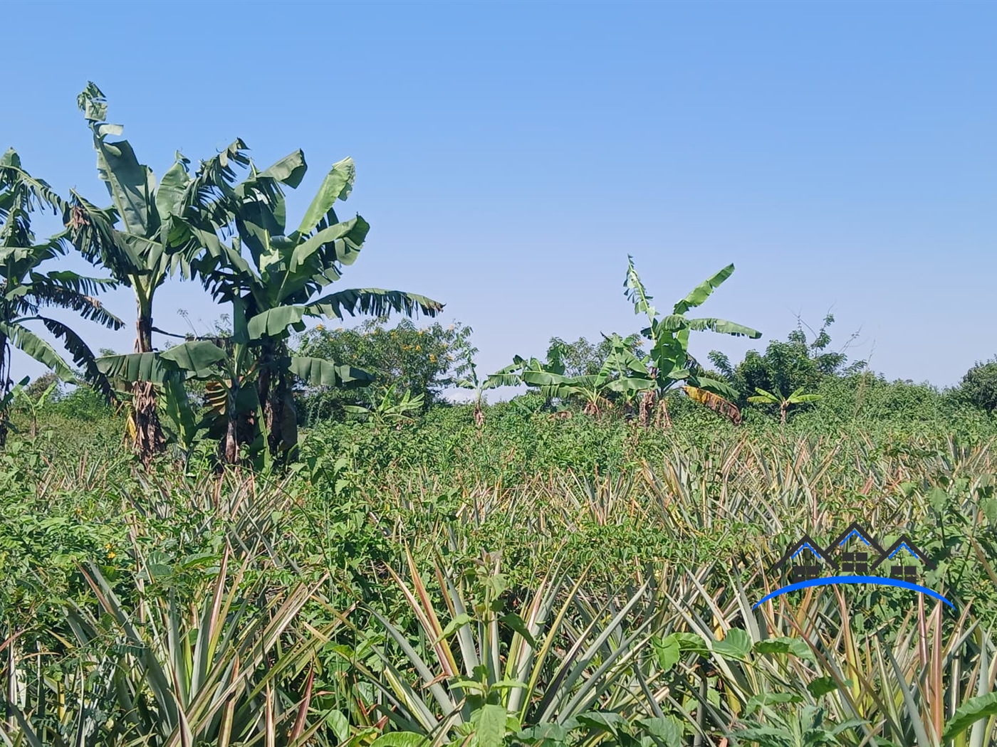 Agricultural Land for sale in Kabunyate Luweero