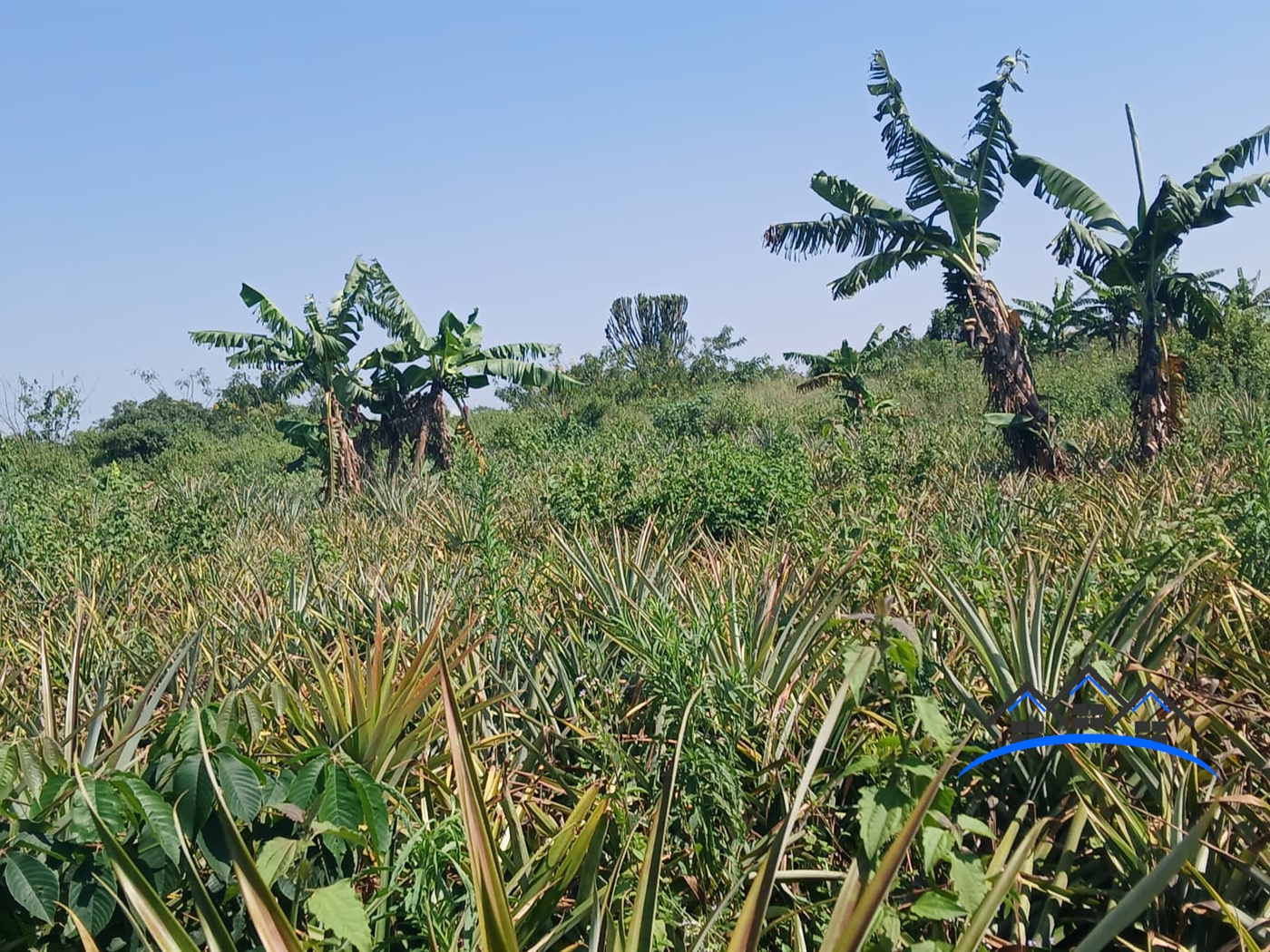 Agricultural Land for sale in Kabunyate Luweero