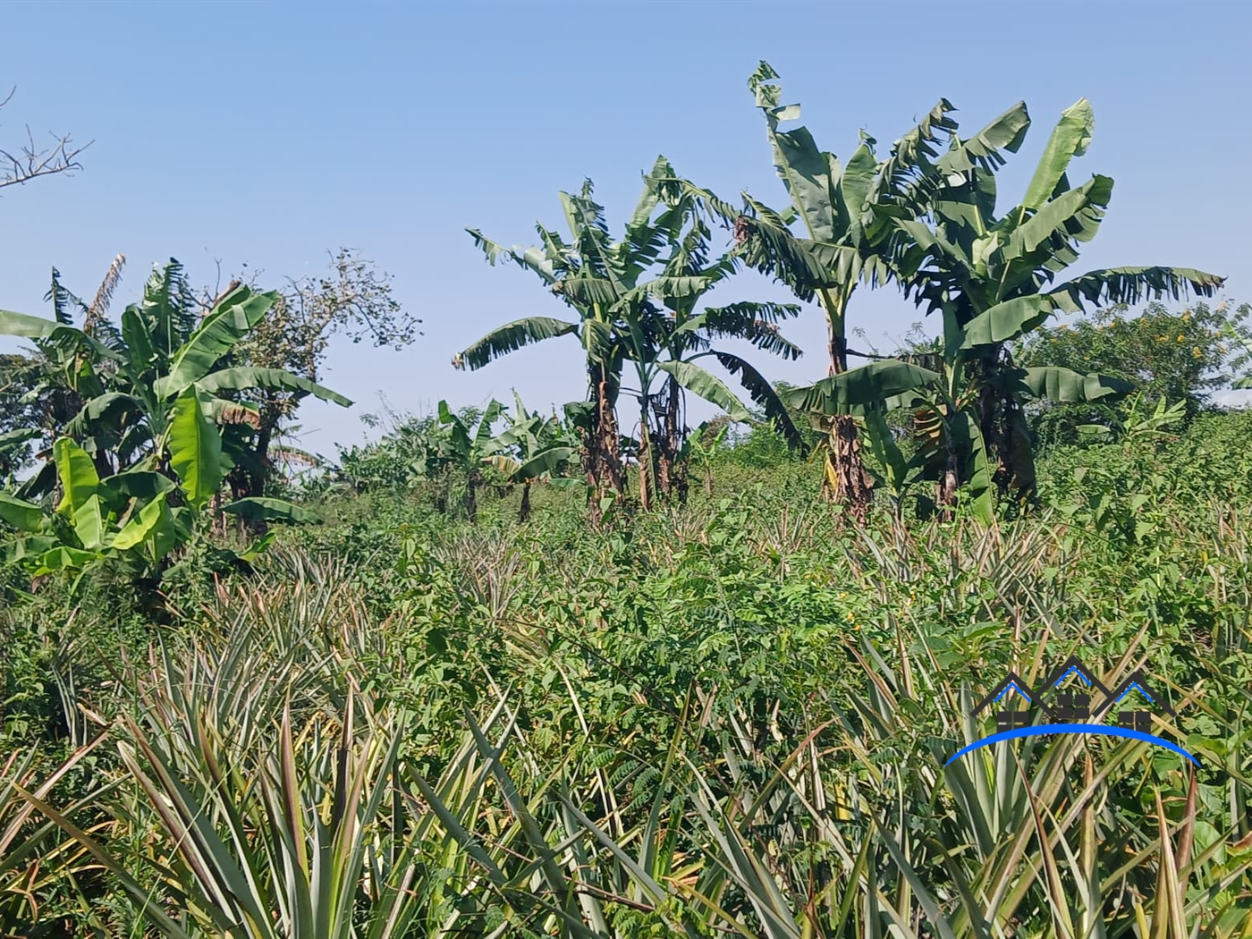 Agricultural Land for sale in Kabunyate Luweero