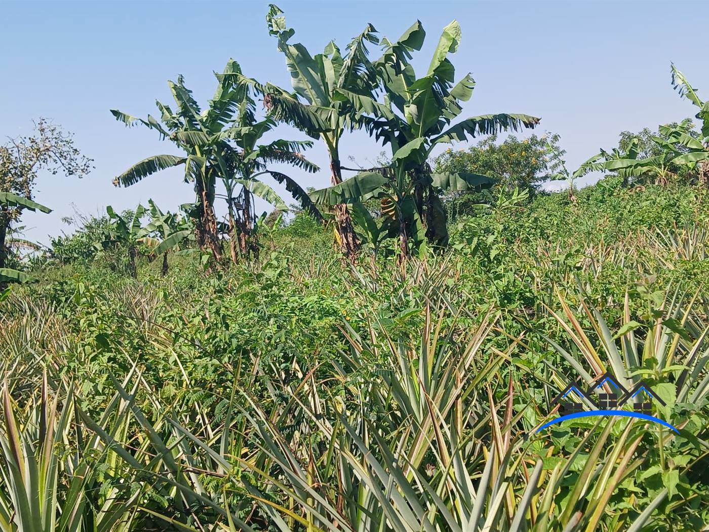 Agricultural Land for sale in Kabunyate Luweero