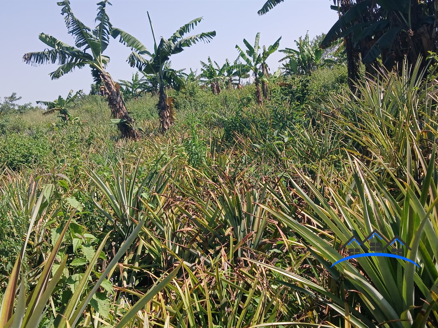 Agricultural Land for sale in Kabunyate Luweero