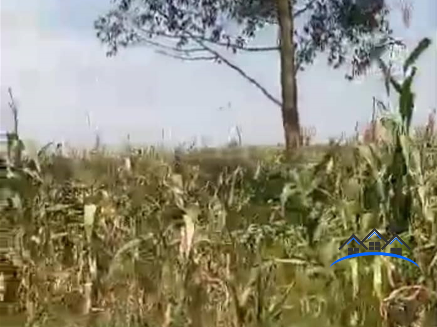 Agricultural Land for sale in Kiwoko Nakaseke