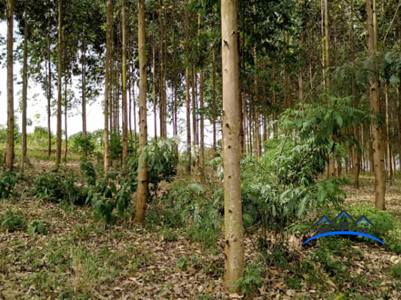 Residential Land for sale in Kibukuta Masaka