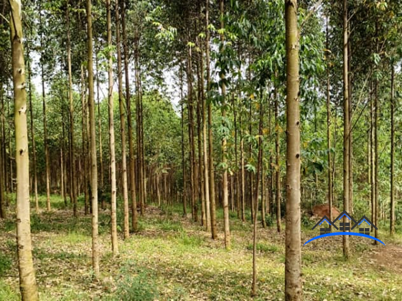 Residential Land for sale in Kibukuta Masaka