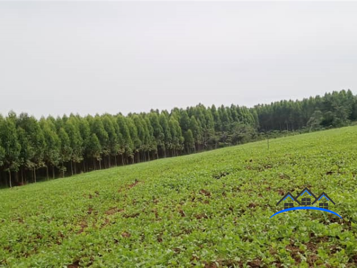 Residential Land for sale in Kibukuta Masaka