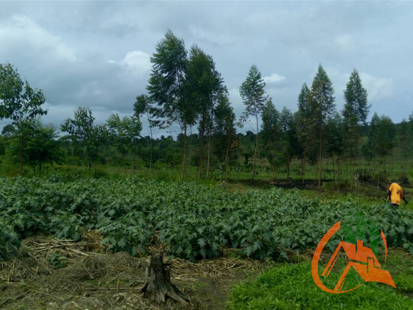 Agricultural Land for sale in Mityana Mityana