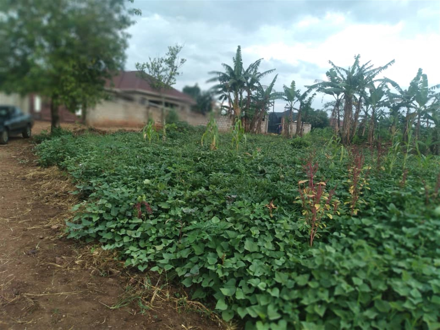 Residential Land for sale in Namulonge Wakiso