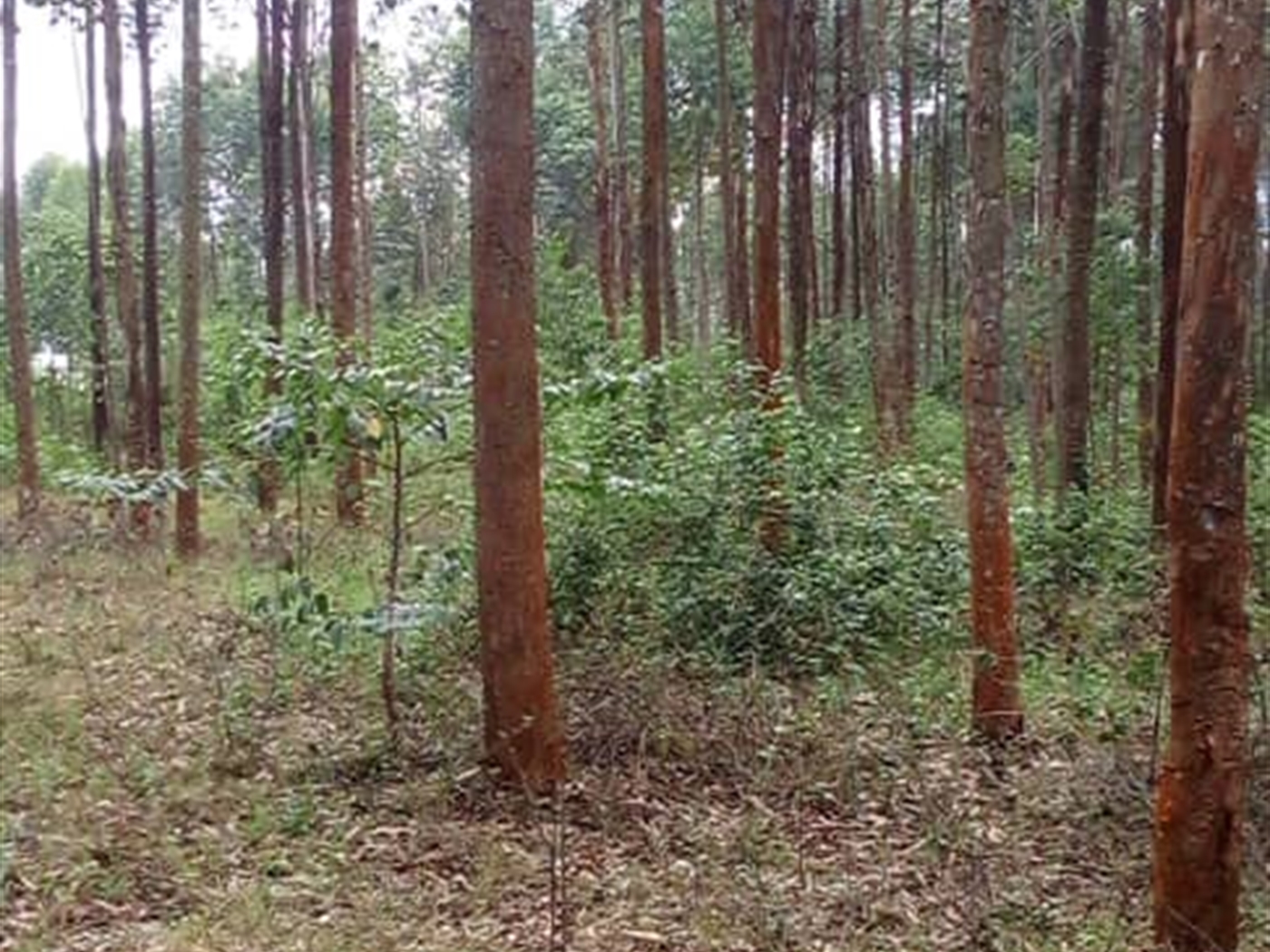 Residential Land for sale in Kasanjje Wakiso