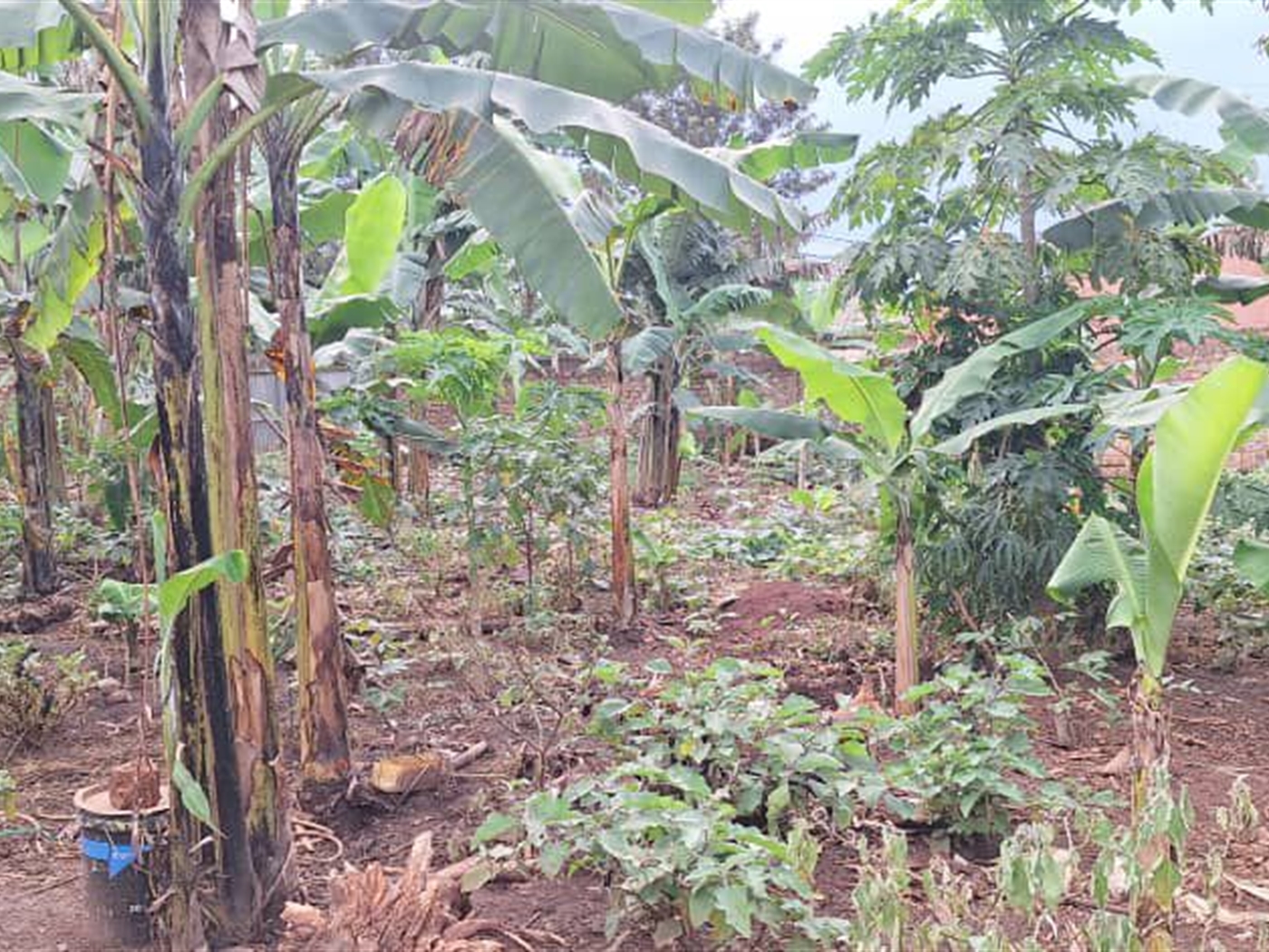 Residential Land for sale in Kira Wakiso