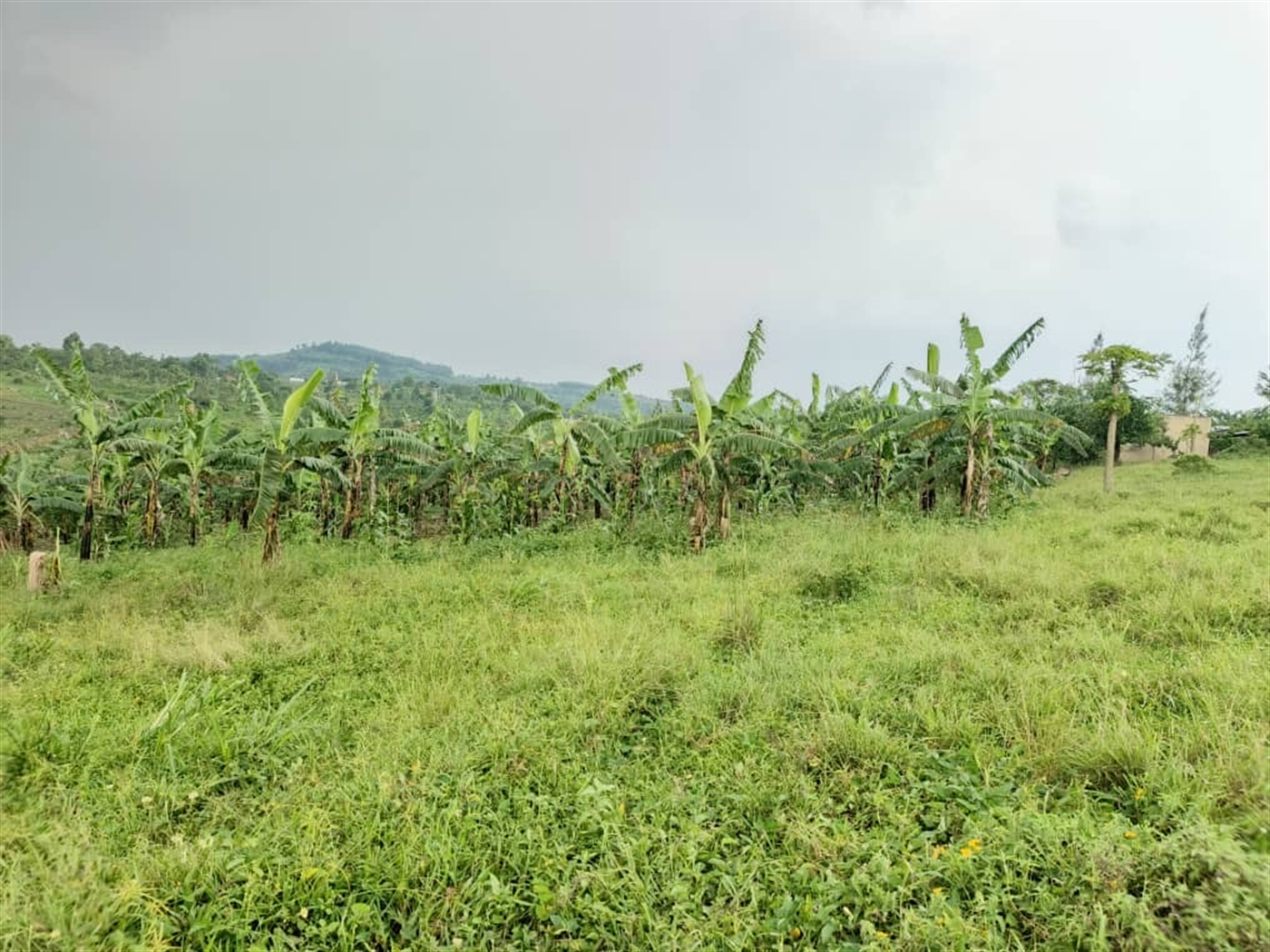 Agricultural Land for sale in Buwalula Mityana