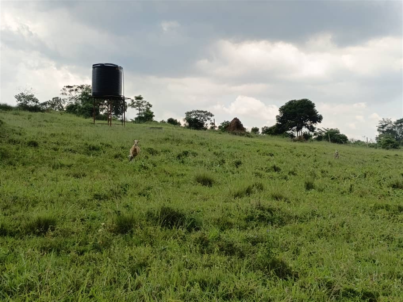 Agricultural Land for sale in Buwalula Mityana