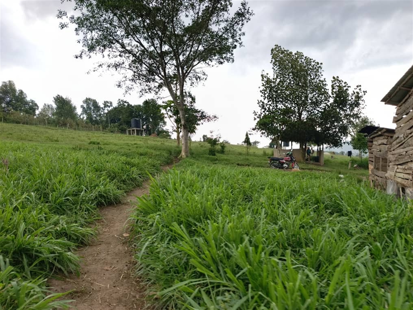 Agricultural Land for sale in Buwalula Mityana