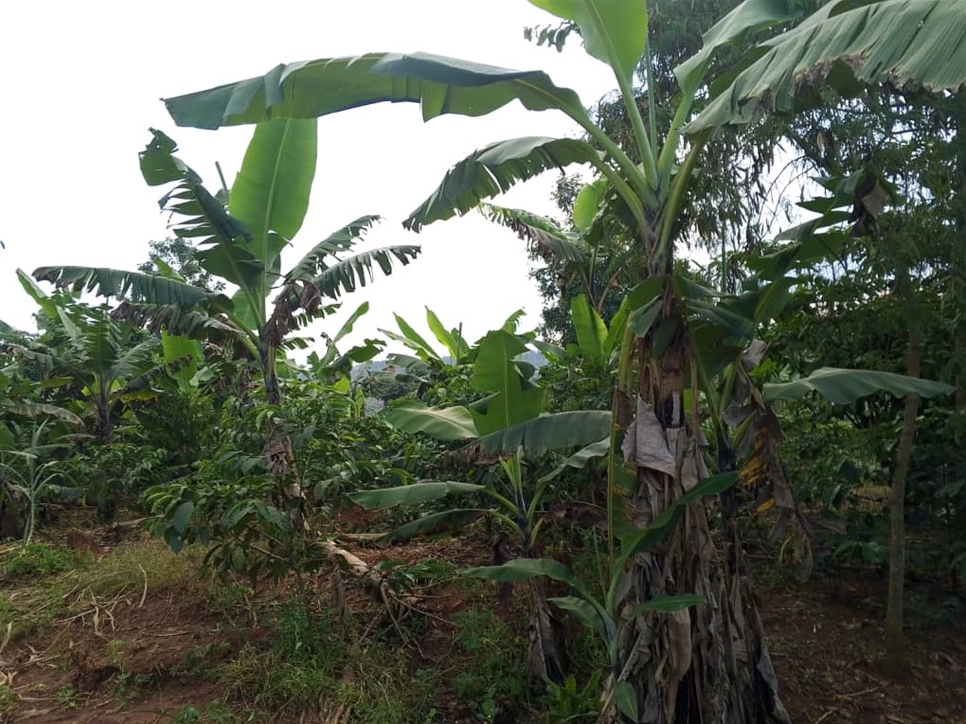 Commercial Land for sale in Busiika Luweero