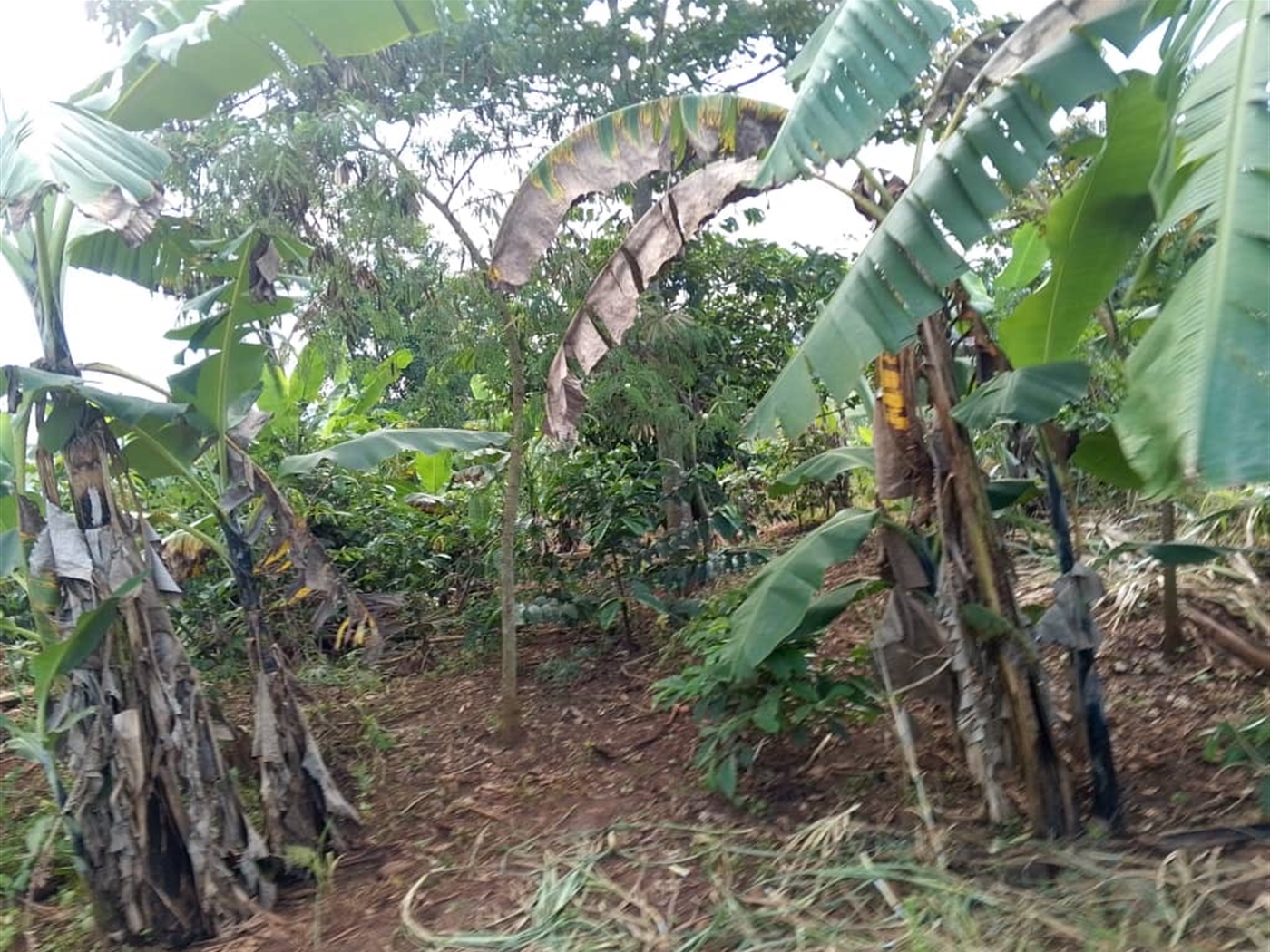 Commercial Land for sale in Busiika Luweero