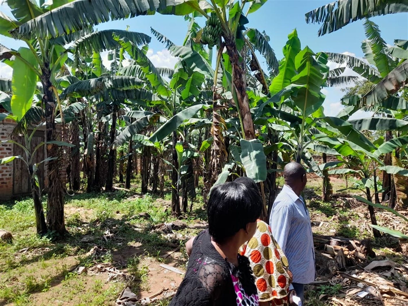 Agricultural Land for sale in Bukuya Kasanda