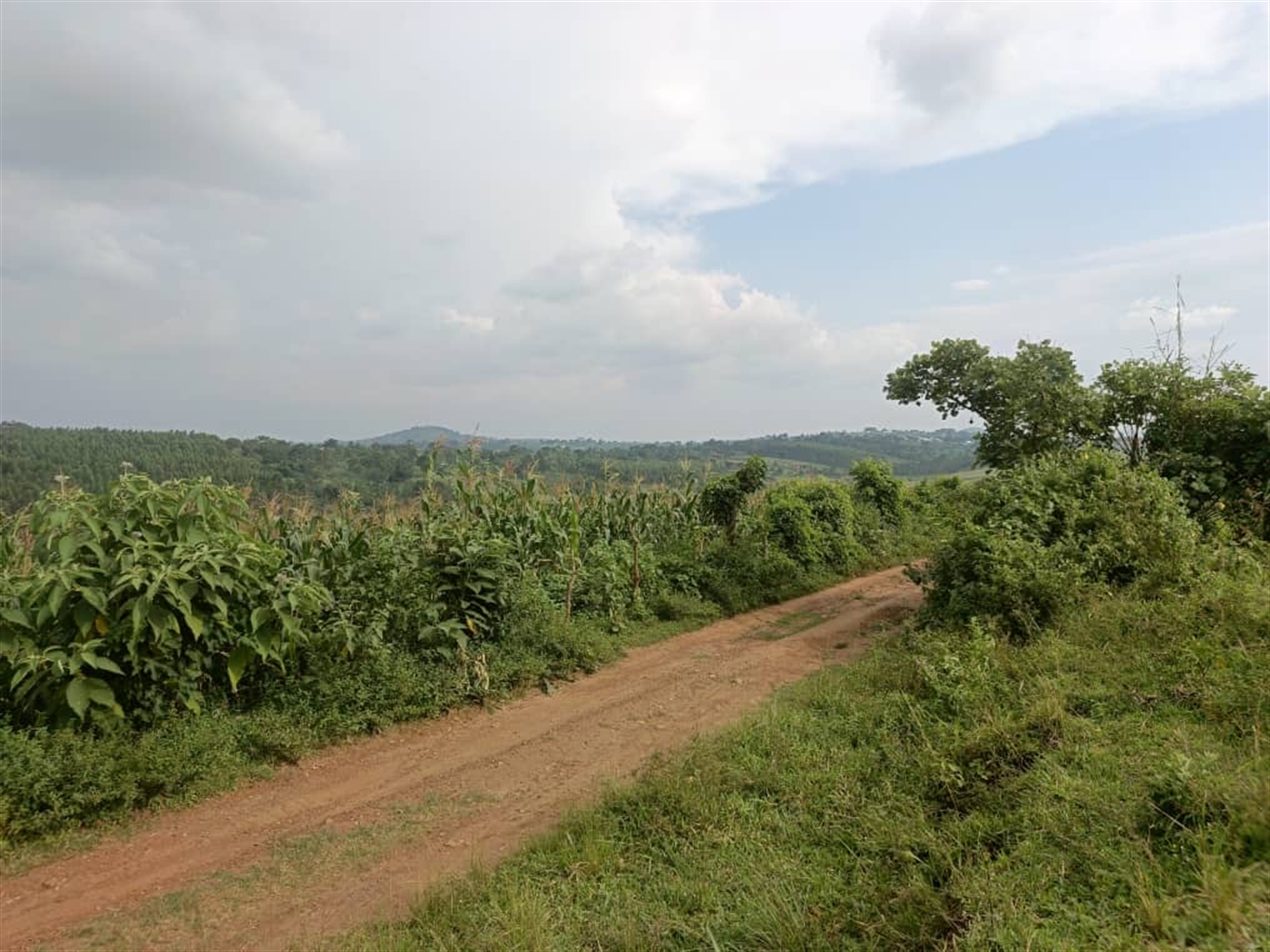 Agricultural Land for sale in Jjeza Mpigi