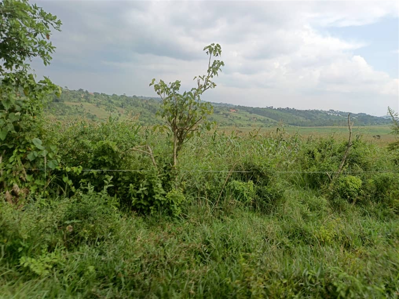 Agricultural Land for sale in Jjeza Mpigi