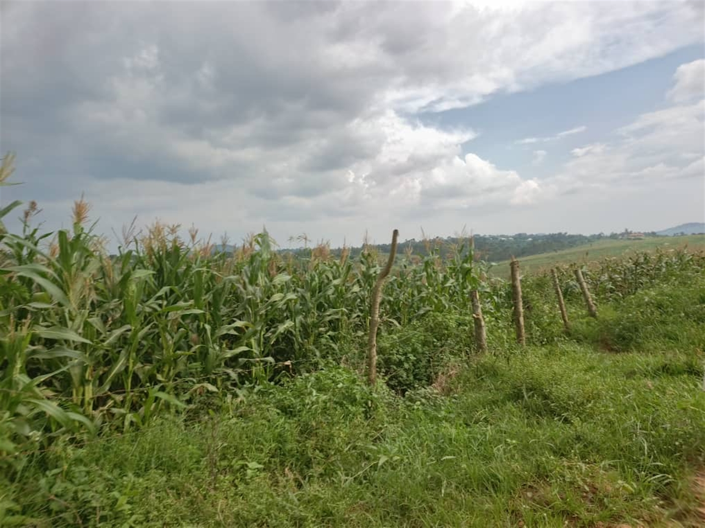 Agricultural Land for sale in Jjeza Mpigi