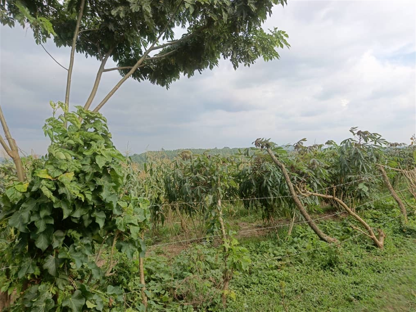 Agricultural Land for sale in Jjeza Mpigi