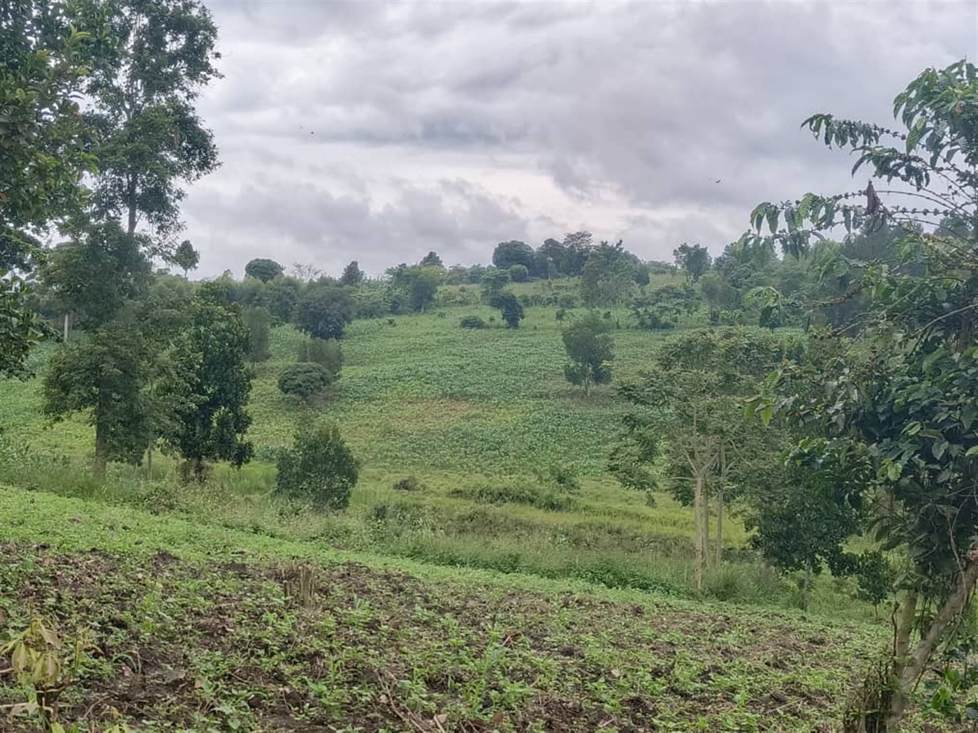 Agricultural Land for sale in Jjeza Mpigi