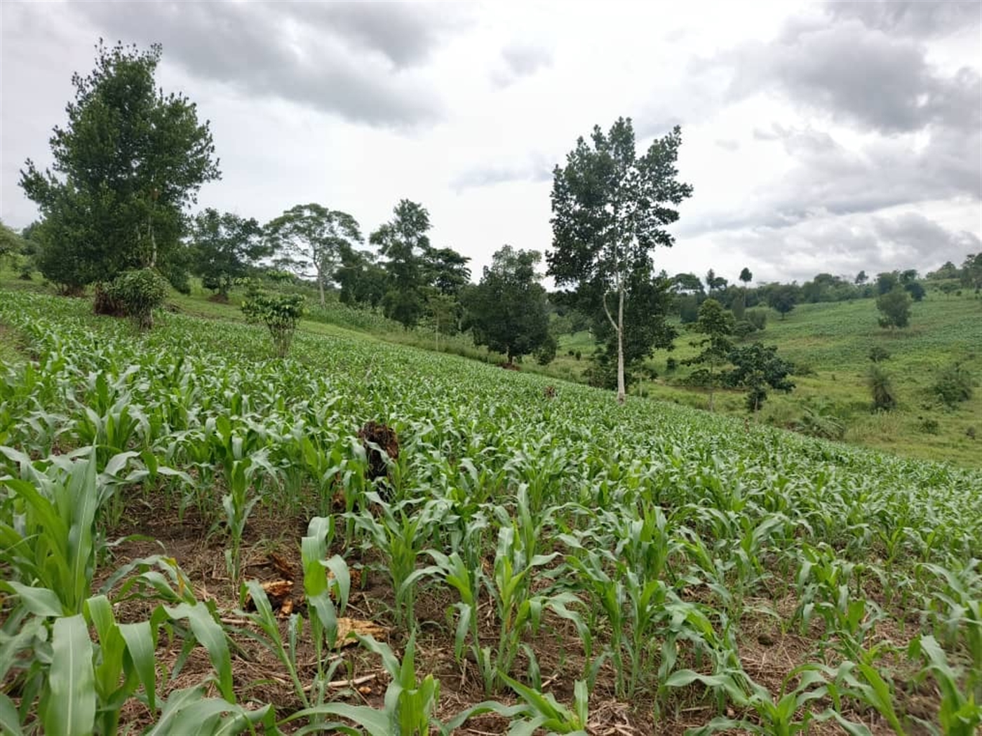 Agricultural Land for sale in Jjeza Mpigi