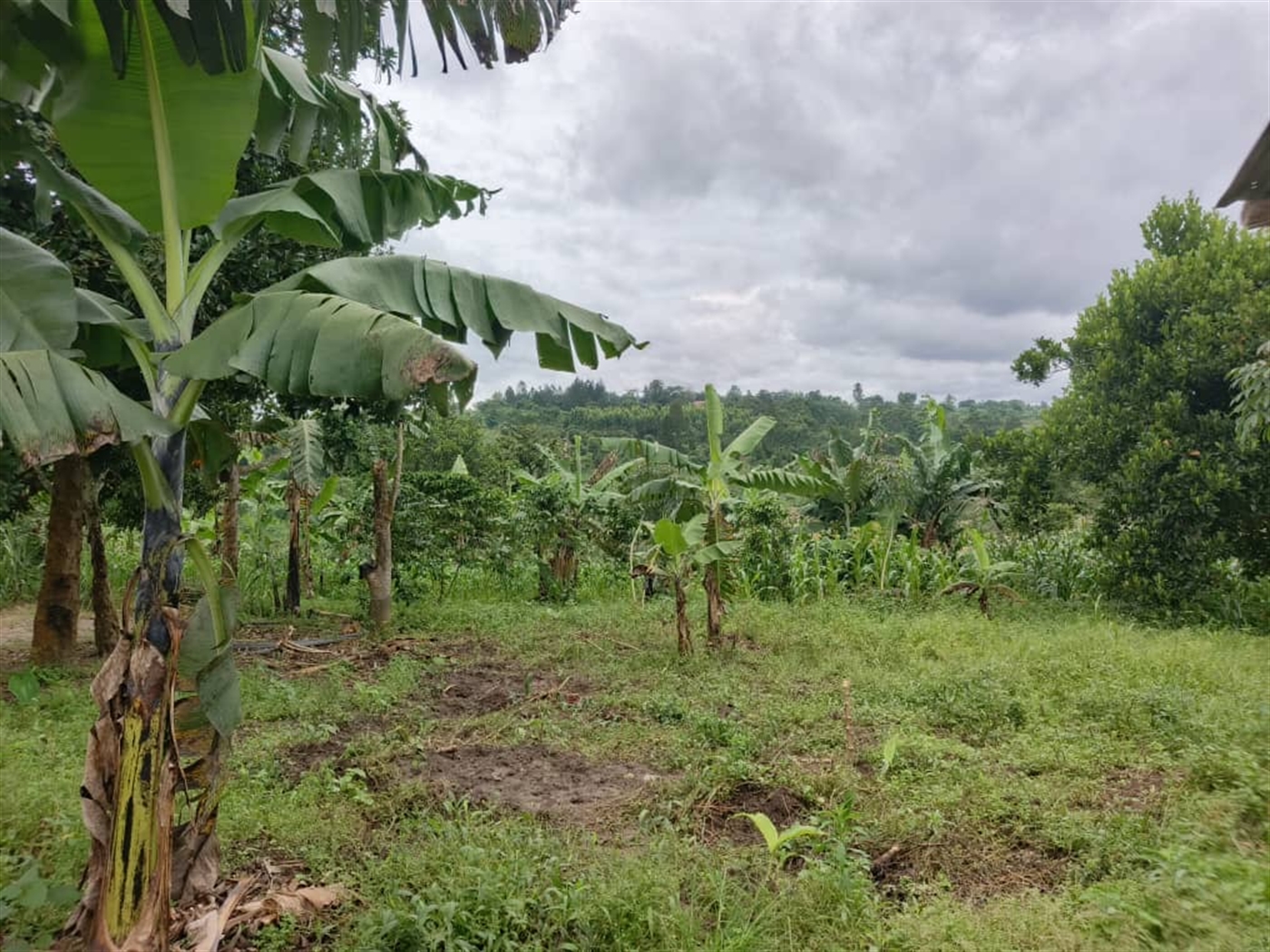 Agricultural Land for sale in Jjeza Mpigi