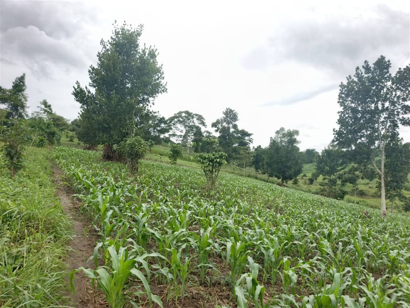 Agricultural Land for sale in Jjeza Mpigi