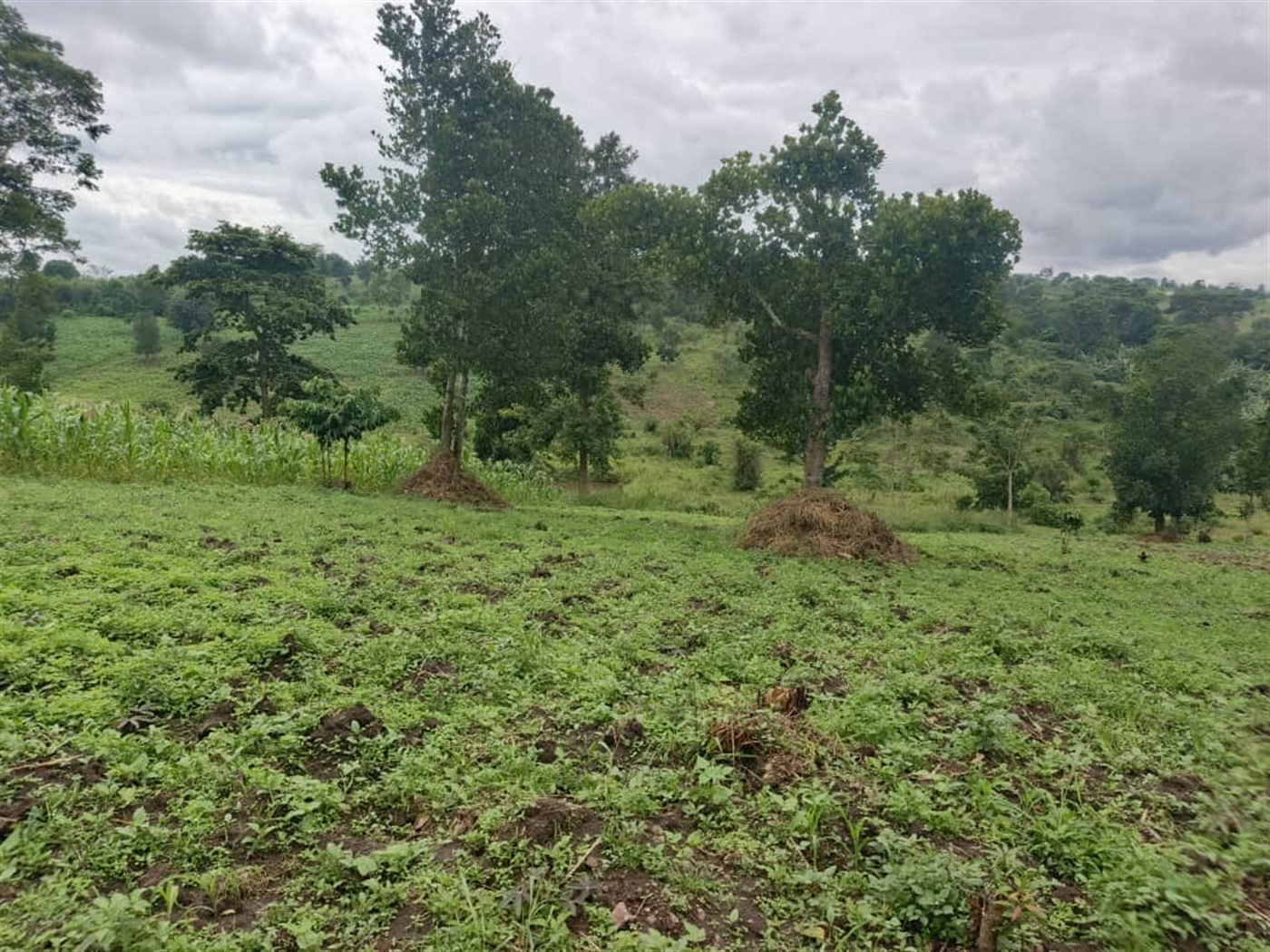 Agricultural Land for sale in Jjeza Mpigi