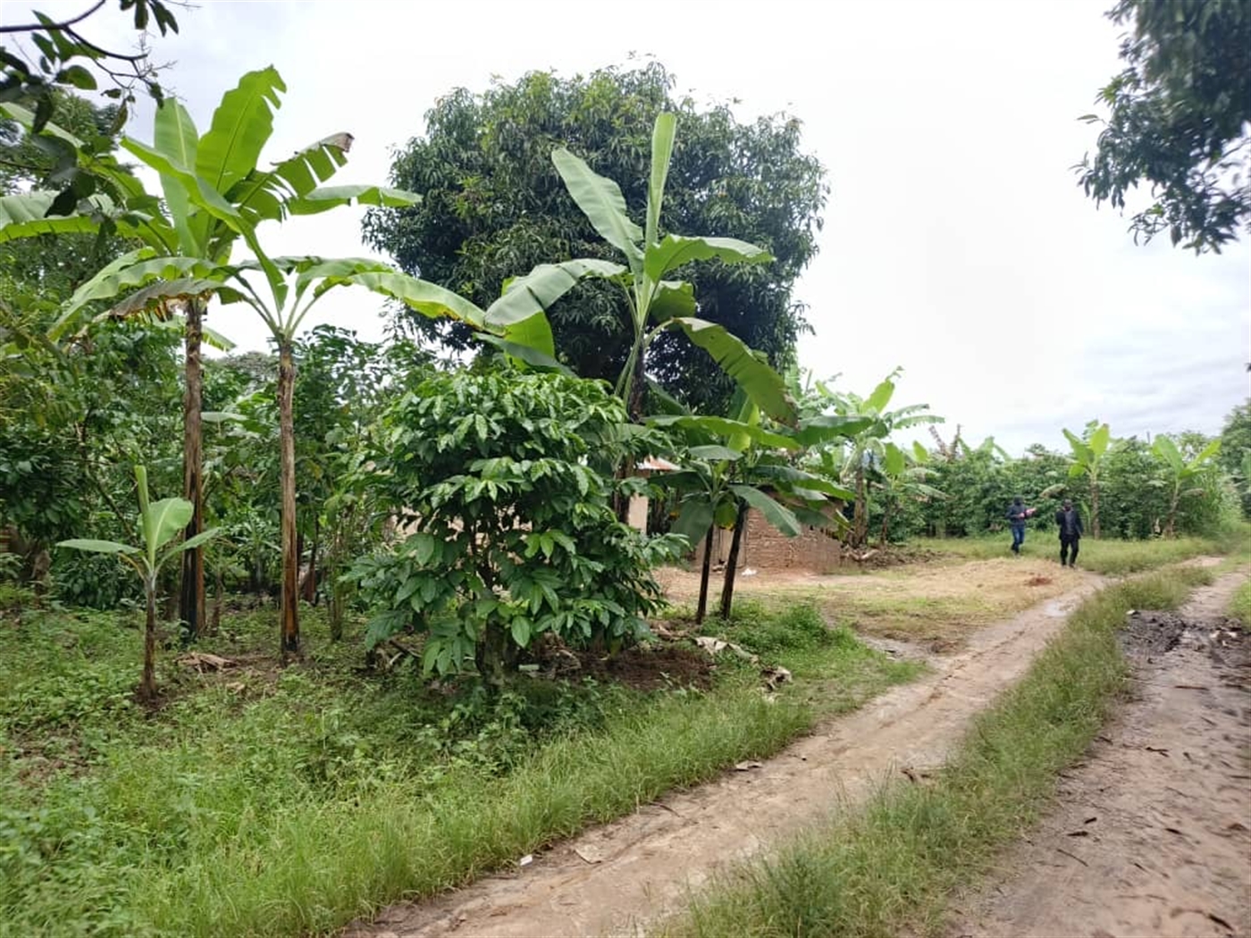 Agricultural Land for sale in Jjeza Mpigi