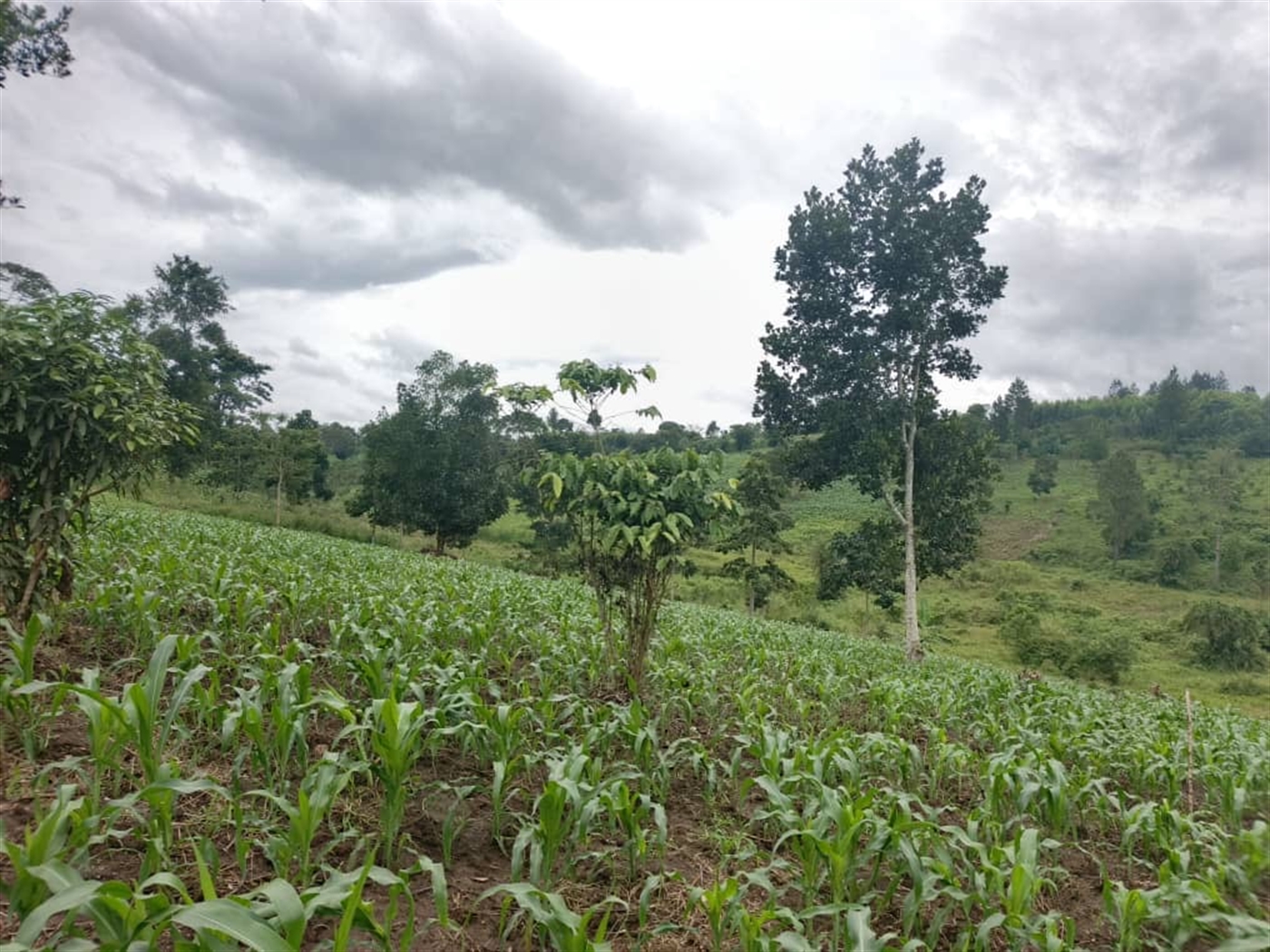 Agricultural Land for sale in Jjeza Mpigi