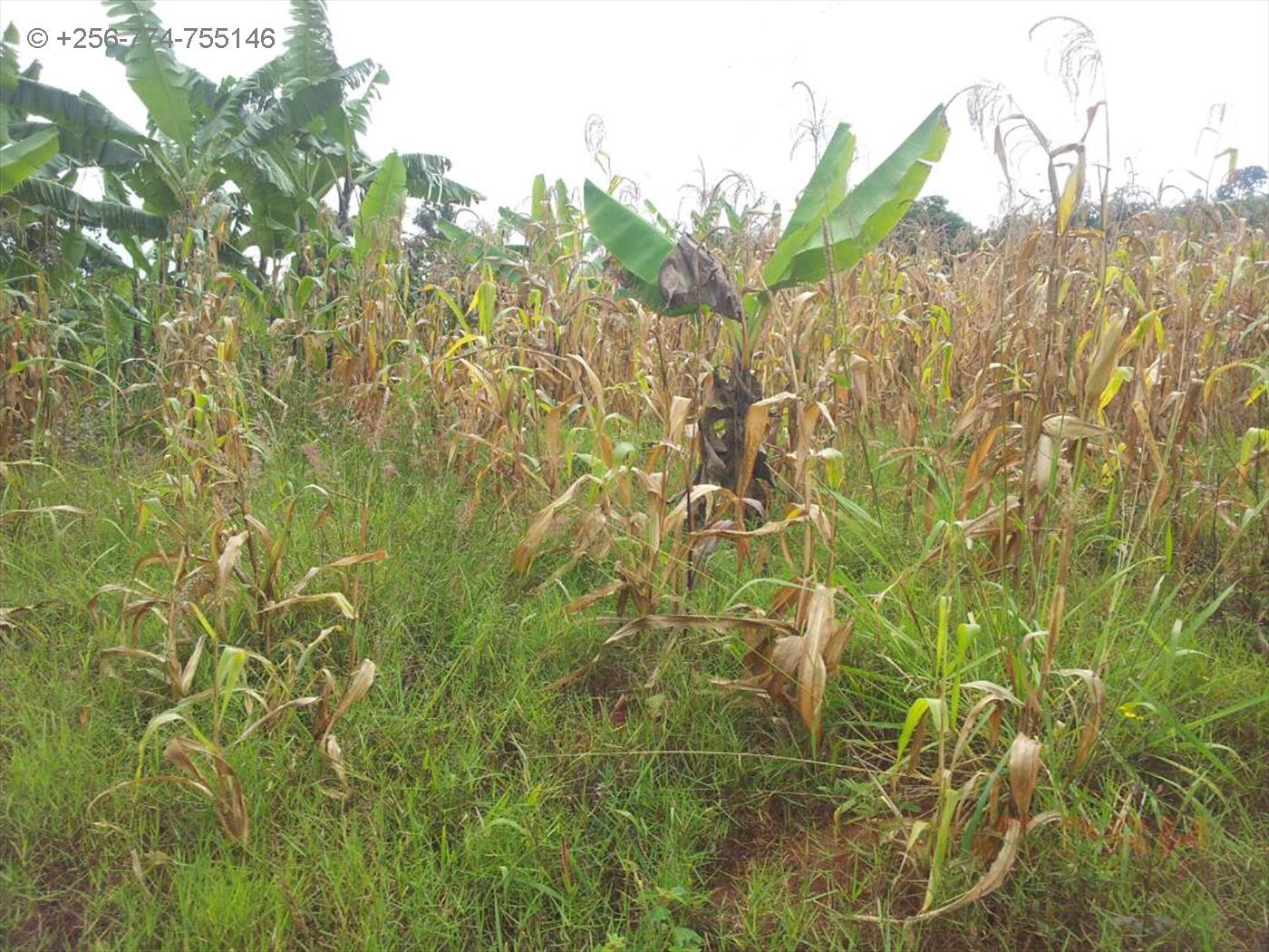 Agricultural Land for sale in Gomba Masaka