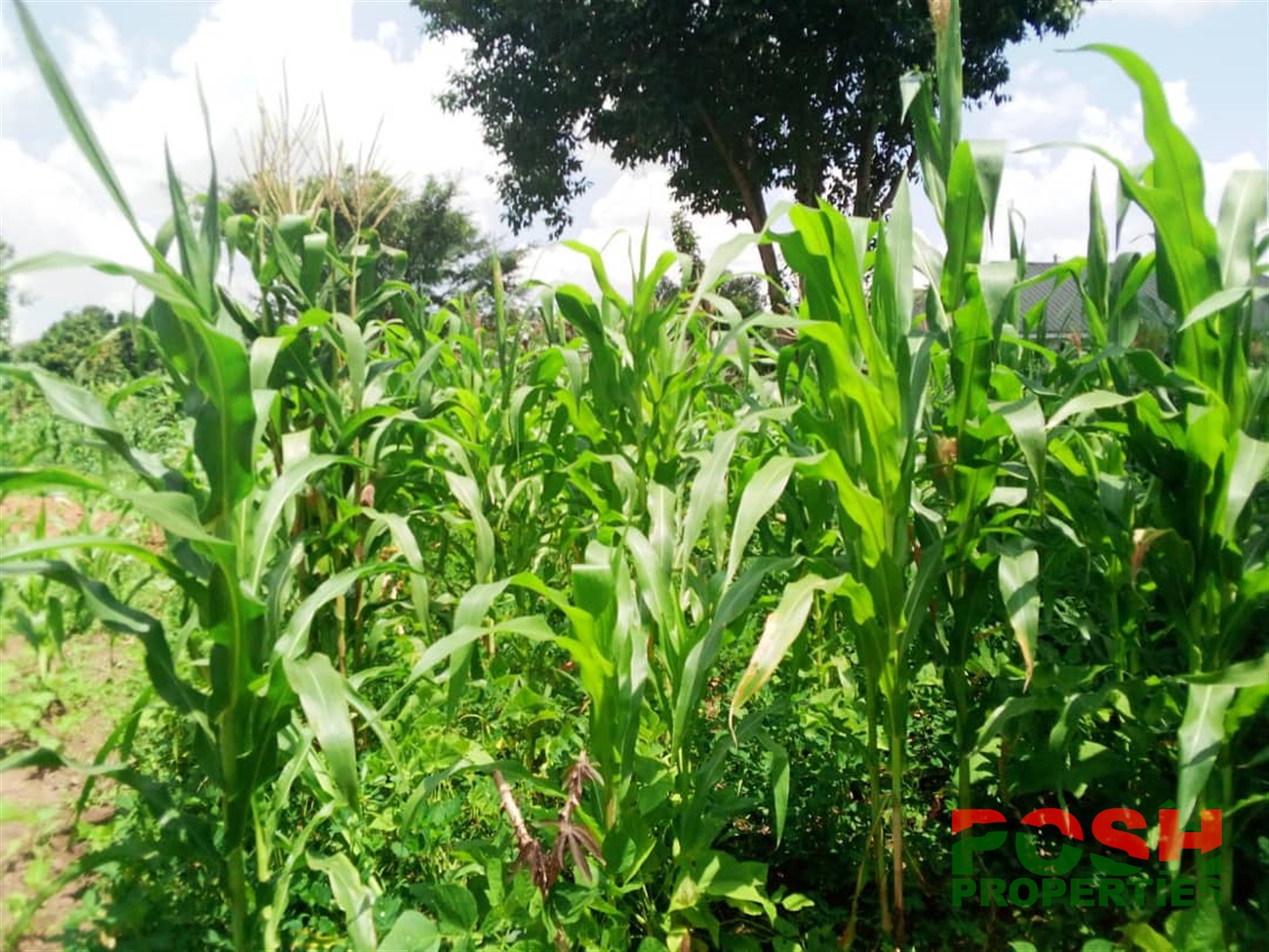 Residential Land for sale in Kigo Wakiso