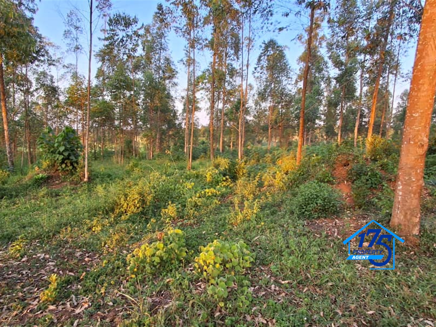 Residential Land for sale in Nkokonjeru Mukono