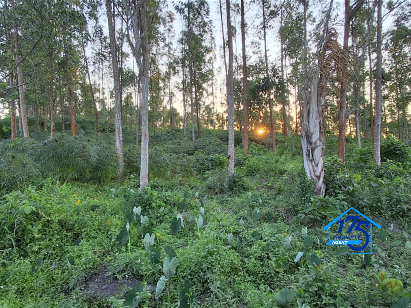 Residential Land for sale in Nkokonjeru Mukono