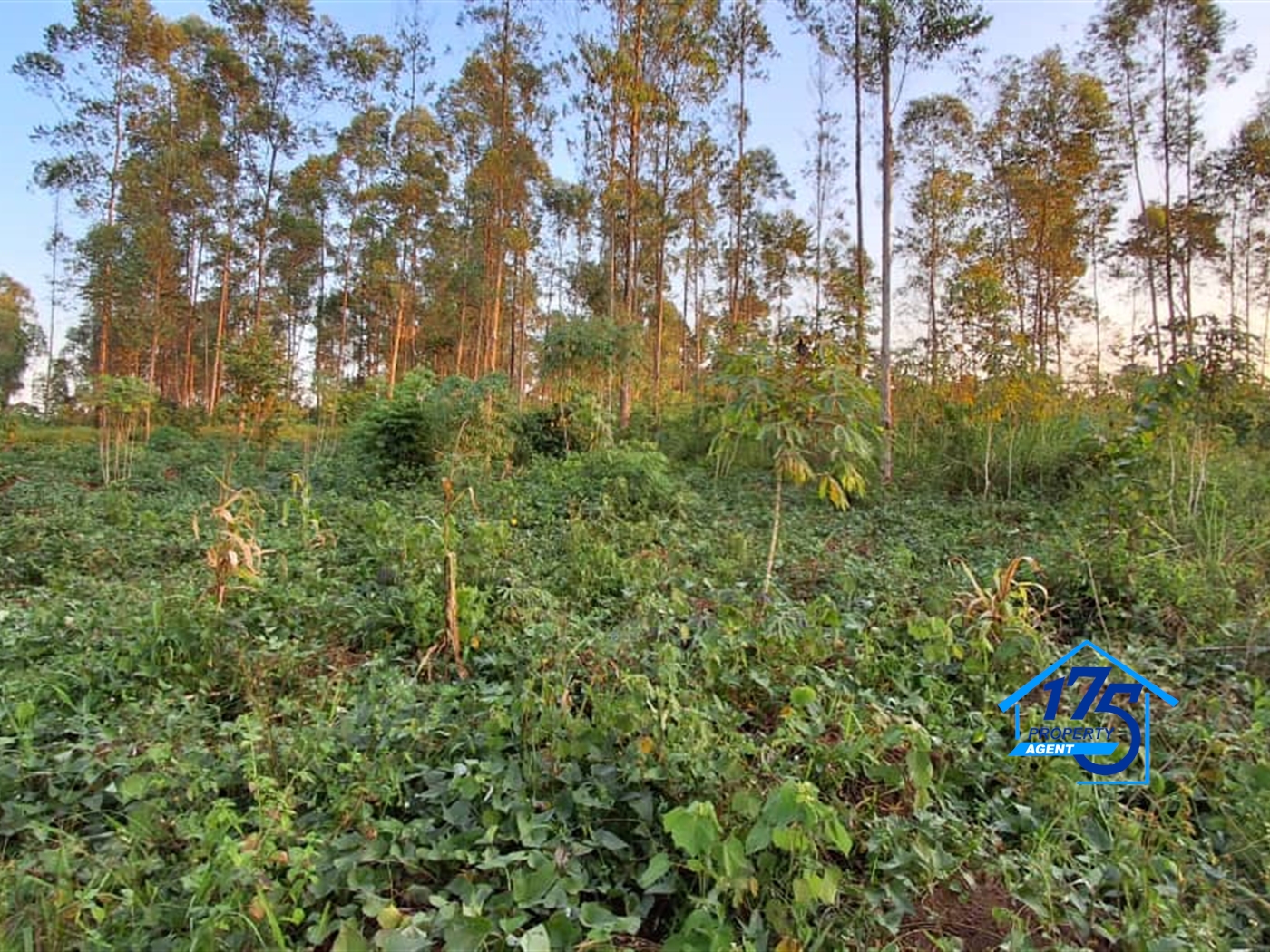 Residential Land for sale in Nkokonjeru Mukono