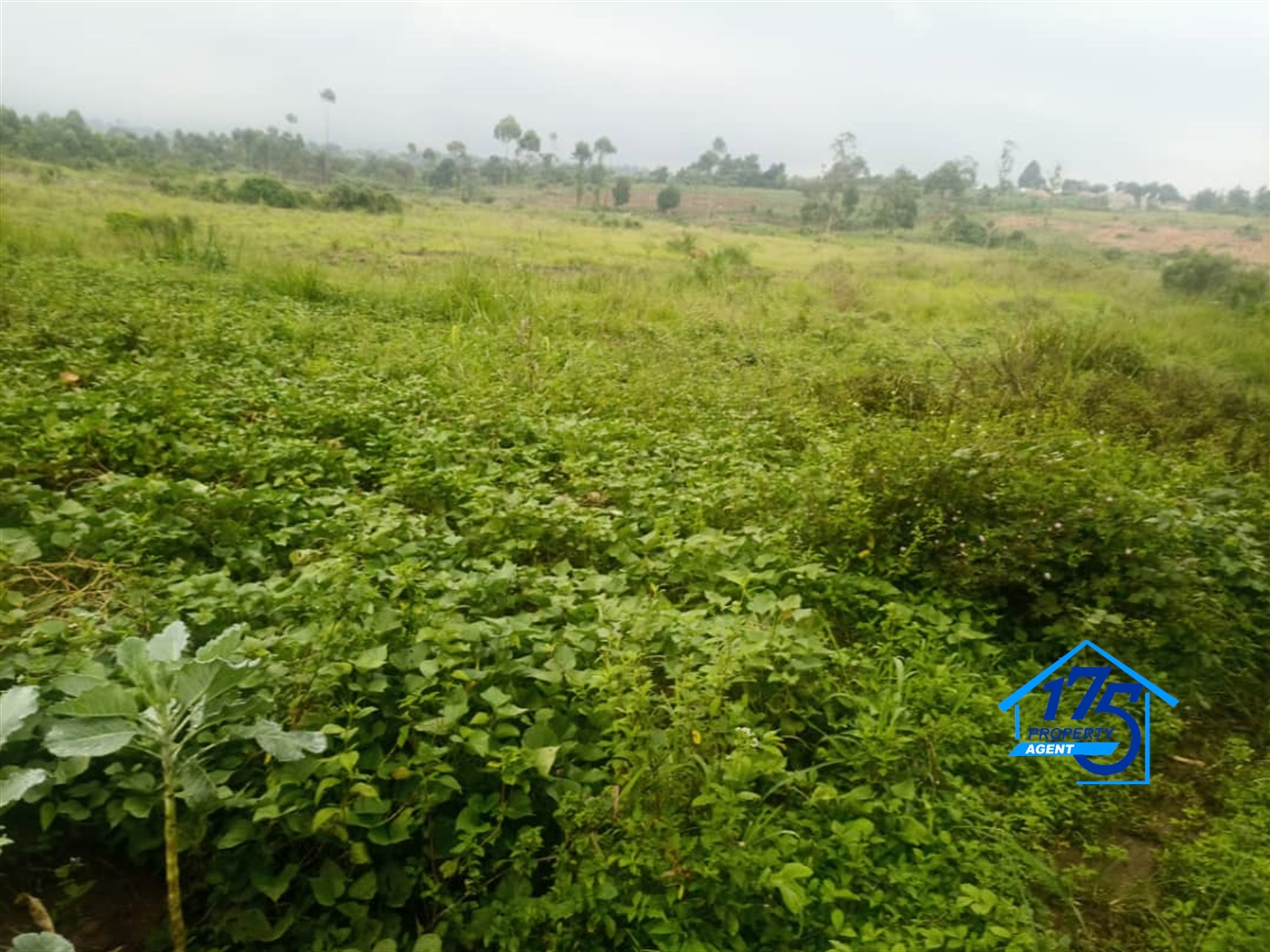 Farm for sale in Kiwenda Wakiso