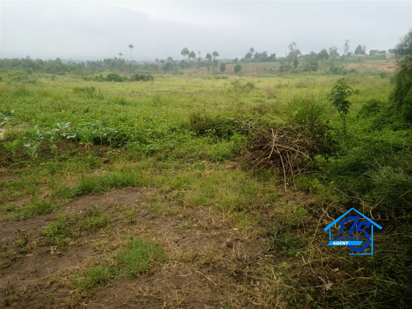 Farm for sale in Kiwenda Wakiso